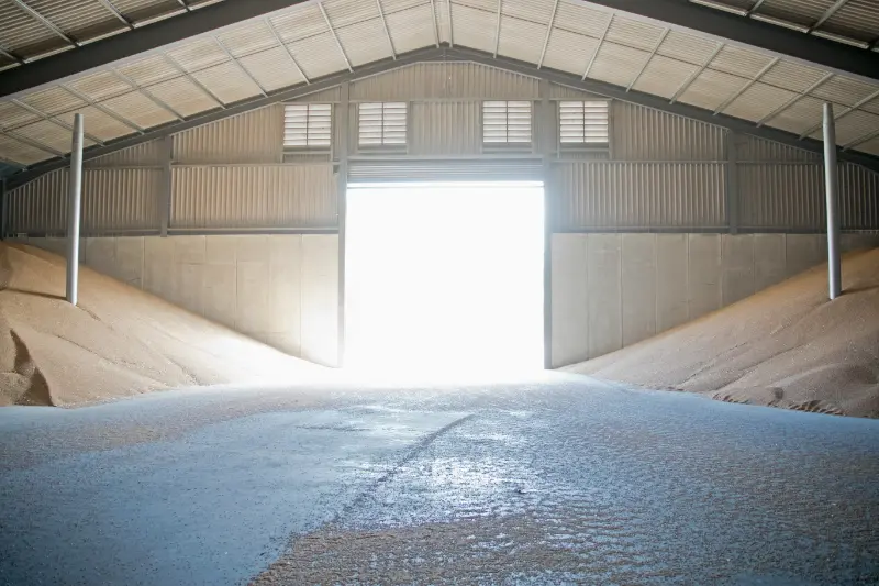 Interior of grain store filled with wheat 2025 10 17 00 24 24 utc